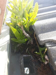 Oahu gutter cleaning services
